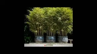 BAMBOO PLANTS AND LANDSCAPING IDEAS #bamboogarden #plants #bambooplants #bamboo #landscape #srilanka