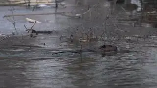 North American Beaver cuts a branch from its Winter food supply and takes it to its lodge to feed on