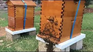 Honey bee keeping training free/Free honey bee keeping training