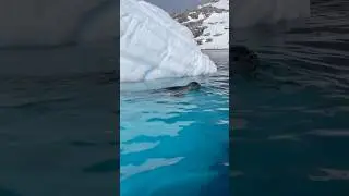 Seal vs Penguin 😳👀 #Hunter #hunt #wildlife #outdoors #country #animals #wildernessseason #wild
