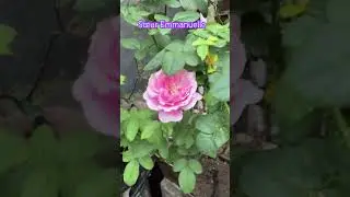 S&oelig;ur Emmanuelle/Chant Rose Misato by Delbard, France #gardening #gulab #terracegarden #nature