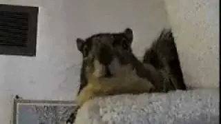 Cute Fluffy Squirrel
