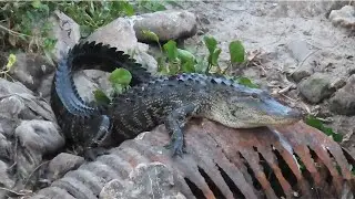 Alligator Crawls Over Rusty Culvert Pipe