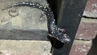 Speckled Black Salamander (Aneides flavipunctatus) A Real Salamander Not an Orange Bellied Newt