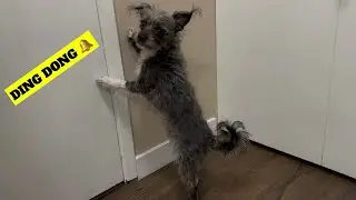 Hurley The Rescue Dog & The Saga Of The Doorbell #musical