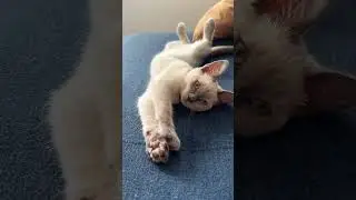 Странно это…жить у кота