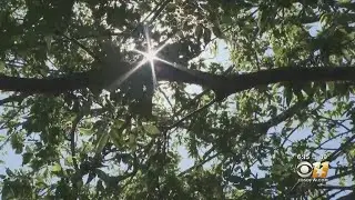 Fall Allergy Season Has Arrived In North Texas