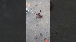 # 😁 Cat Vs Crab fight 🤛🤜😜 # subscribe 👍 # shorts ❤️