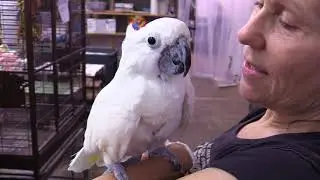 Sanctuary still seeking homes for over 100 exotic birds
