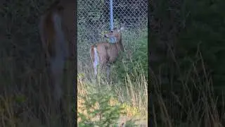 🦌🎵 #wildlife #deer #nature #animals