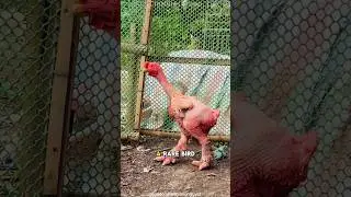 The Dragon Chicken🐓 Vietnam&rsquo;s Rare Giant-Leg Bird!