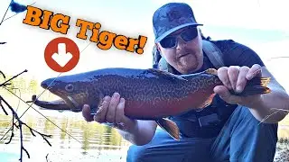 Shore Fishing Alberta's Busiest Lake for BIG Trout!