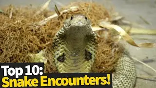 10 Scary & Strange Snake Encounters - NOPE NOPE NOPE!