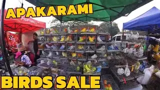 APAKARAMI BIRDS SALE SA BOCAUE