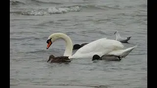 Les roselières du lac Léman - Sciez