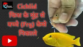 Cichlid Fish Breeding Hindi | Banana Cichlid fish Breeding easily