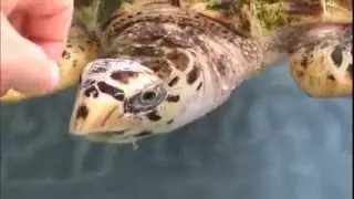 Turtle thug life