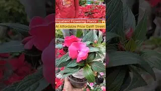 Flower Hat || Impatient Flower Varieties Price 🪴🔥 #homegardening#gardening #gardeningtips #flowers