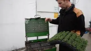 How to successfully and efficiently dislodge and pot up your Lavender Plugs