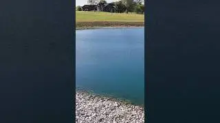 Laying the rock in after the pond filled up. We discuss the process of installing the rock + more 🌊