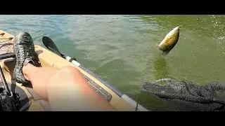 Angry Smallies on the Wacky Worm (Plus a Bonus Fish!)