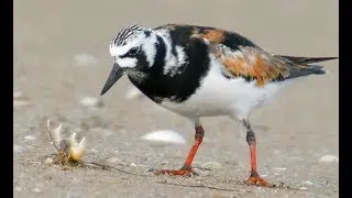 Кулик-камнешарка (Arenaria interpres) - Ruddy turnstone | Film Studio Aves