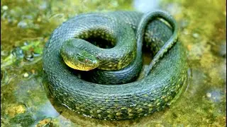 Florida Green water snake