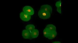 Early stage mouse embryo