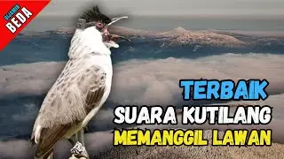 Suara Burung Kutilang Gacor Memanggil Temannya Agar Ikut Bunyi Garuda