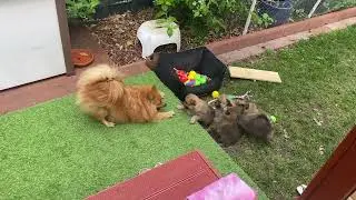 Mittelspitz Danika spielt mit Ihren Kindern