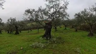 Poda de olivos