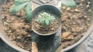 COMO HACER LST!!!! HACIENDO LST A NUESTRO CULTIVO SIN TRANSPLANTES!!!