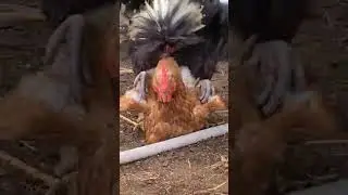 Polish Rooster Filling His Stomach and Attacking a Hen _ Rooster In Your Face