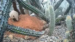 Tatu peba 