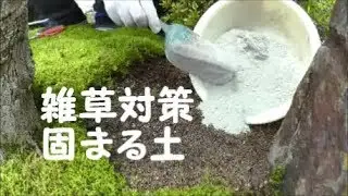 苔に紛れる雑草を根絶する方法