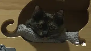 New law bans cat declawing