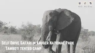 SELF DRIVE SAFARI REVIEW OF TAMBOTI TENTED CAMP IN KRUGER NATIONAL PARK