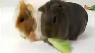 PETS 101 - Capybaras