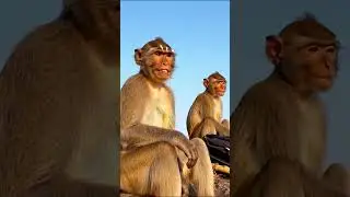 Ai Monkey Velliangiri Vlog | veo 3 tutorial tamil | ai monkey vlogs | #shorts #trending #aitamil