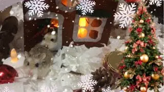 How do funny pets cute dwarf hamsters celebrate New Year?/Как весёлые хомячки Новый год встречают