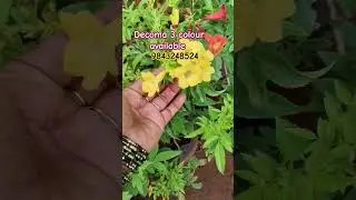 beautiful decoma plants#home delivery#online #sales#rose#trending