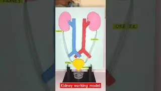 kidney working model diy projects | kidney working model #diy #science #kidney