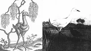 The Mystery of Francois Leguat's Giant Bird