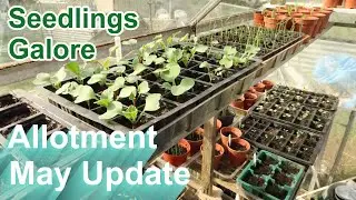 Allotment May 2023 Update &ndash; The Season Has Started | Seedlings Galore