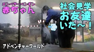 【脱走企てる😆】アデリーお友達とこに行きたいよね １２．２ｋｇ 氷バクバク 換羽のエネルギーか？