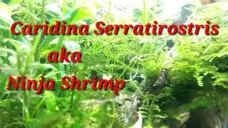 Caridina Serratirostris aka ninja shrimp this shrimp