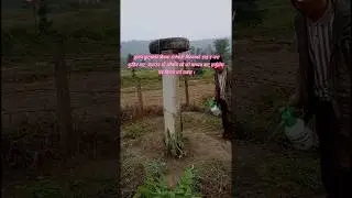 Spray this medicine on dragon fruit plants to prevent them from rotting #himaldragonfruitsfarm