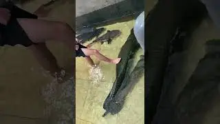 Over two meters long, the giant arapaima is absolutelystunning#FishKeepingDiary#Arapaim#LuckyCatFish