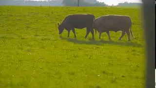 Deep Red Cattle Cow Grazing | Video Templates