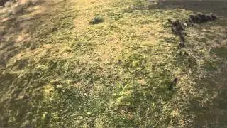 Pigs on the run